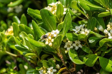 Bu, narin beyaz çiçekler ve canlı yeşil yapraklarla süslenmiş doğal güzelliğini sergileyen güzel bir bitkinin yakın bir görüntüsü.