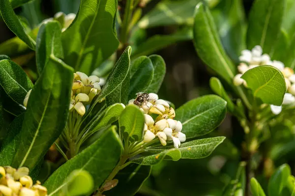 Bu, yemyeşil yapraklarıyla birlikte canlı çiçeklere sahip güzel bir bitkiyi gösteren detaylı bir yakın çekim görüntüsü.