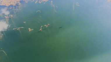 Bu video, sakin bir sualtı sahnesini, sakin bir gölde, Calamone Gölü Ventasso İtalya 'sını aydınlatan canlı bir balık sürüsüyle sergiliyor.