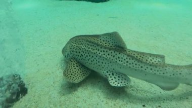 Canlı sualtı dünyasını keşfedin. Zarif ve canlı bir zebra köpekbalığı görüntüsüyle. Bir kaplan köpekbalığının yakın çekimi okyanus yaşam çeşitliliğini gözler önüne seriyor