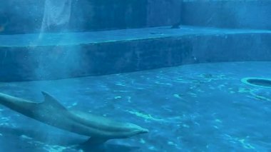 Bu video, arka planda güzel bir şelale bulunan ışıldayan bir havuzda zarif bir şekilde yüzen bir yunusu gösteriyor, sakin bir atmosfer yaratıyor.