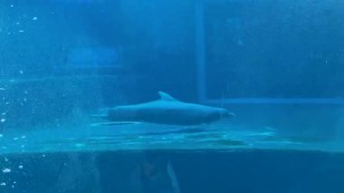 Bu video, arka planda güzel bir şelale bulunan ışıldayan bir havuzda zarif bir şekilde yüzen bir yunusu gösteriyor, sakin bir atmosfer yaratıyor.