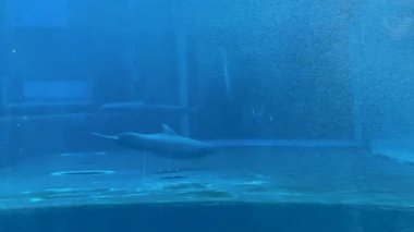 Bu videoda yunuslar ve köpekbalıkları akvaryumlarda yüzüyor. Beyaz bir yunus bir akvaryumun içinde süzülürken, bir köpekbalığı okyanus yaşamına ışık tutuyor.