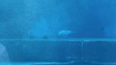Bu videoda yunuslar ve köpekbalıkları akvaryumlarda yüzüyor. Beyaz bir yunus bir akvaryumun içinde süzülürken, bir köpekbalığı okyanus yaşamına ışık tutuyor.