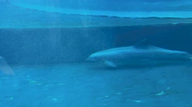 Bu videoda yunuslar ve köpekbalıkları akvaryumlarda yüzüyor. Beyaz bir yunus bir akvaryumun içinde süzülürken, bir köpekbalığı okyanus yaşamına ışık tutuyor.
