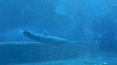 Bir yunusun canlı sularda yüzmesi gibi sualtı dünyasını deneyimleyin. Seyirciler, hareketlerinden ve deniz yaşamından büyülenerek onları okyanus yaşamının dinginliğinin tadını çıkarmaya davet ediyor.