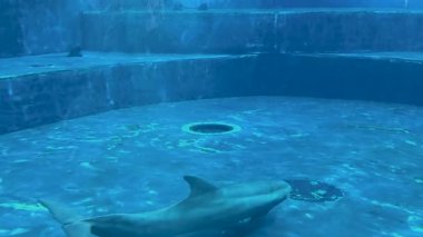 Bir yunusun canlı sularda yüzmesi gibi sualtı dünyasını deneyimleyin. Seyirciler, hareketlerinden ve deniz yaşamından büyülenerek onları okyanus yaşamının dinginliğinin tadını çıkarmaya davet ediyor.