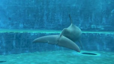 Bir yunusun canlı sularda yüzmesi gibi sualtı dünyasını deneyimleyin. Seyirciler, hareketlerinden ve deniz yaşamından büyülenerek onları okyanus yaşamının dinginliğinin tadını çıkarmaya davet ediyor.