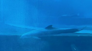 Bir yunusun canlı sularda yüzmesi gibi sualtı dünyasını deneyimleyin. Seyirciler, hareketlerinden ve deniz yaşamından büyülenerek onları okyanus yaşamının dinginliğinin tadını çıkarmaya davet ediyor.