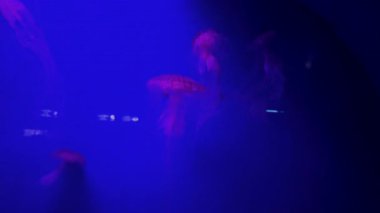 Su altı yaşamının sakin güzelliğini nefes kesici bir akvaryumda canlı bir balık sürüsüyle yaşayın.