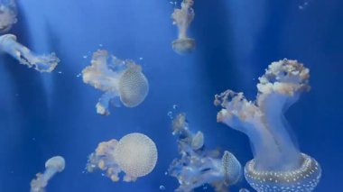 Su altı yaşamının sakin güzelliğini nefes kesici bir akvaryumda canlı bir balık sürüsüyle yaşayın.