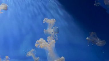 Su altı yaşamının sakin güzelliğini nefes kesici bir akvaryumda canlı bir balık sürüsüyle yaşayın.