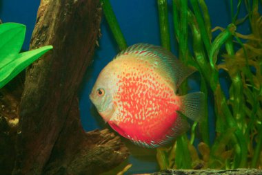Şaşırtıcı derecede canlı bir turuncu disk balığı, popüler bir tatlı su cichlid, bir akvaryumda zarif bir şekilde yüzer, güzel renklerini ve su bitkilerinin arasında kendine özgü şeklini gösterir. Yüksek kalite fotoğraf
