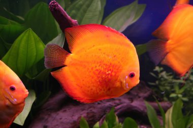 Şaşırtıcı derecede canlı bir turuncu disk balığı, popüler bir tatlı su cichlid, bir akvaryumda zarif bir şekilde yüzer, güzel renklerini ve su bitkilerinin arasında kendine özgü şeklini gösterir. Yüksek kalite fotoğraf