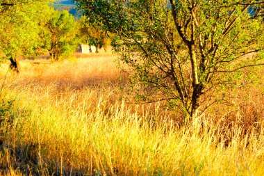 Geniş altın buğday tarlası açık bir gökyüzünün altındaki uzak yeşil tepelere doğru uzanıyor ve Abruzzo 'nun güzelliğini gözler önüne seriyor. Yüksek kalite fotoğraf
