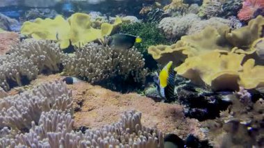 Mavi ve sarı bir balığın renkli bir mercan resifinde yüzerek deniz yaşamının güzelliğini göstermesi gibi canlı sualtı dünyasını deneyimleyin.