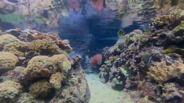 Mavi ve sarı bir balığın renkli bir mercan resifinde yüzerek deniz yaşamının güzelliğini göstermesi gibi canlı sualtı dünyasını deneyimleyin.