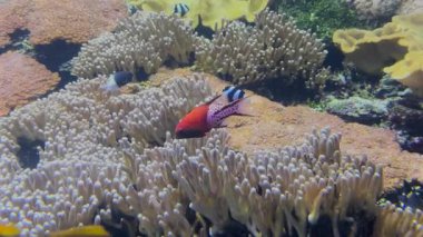 Experience the vibrant underwater world as a blue and yellow fish swims through a colorful coral reef, showcasing the beauty of marine life