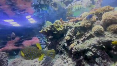 Bu videoda canlı bir sualtı dünyasını keşfedin. Renkli balıkların büyük bir akvaryumda yüzdüğü, çarpıcı sarı kuyruklu bir balık gösteren bir video.