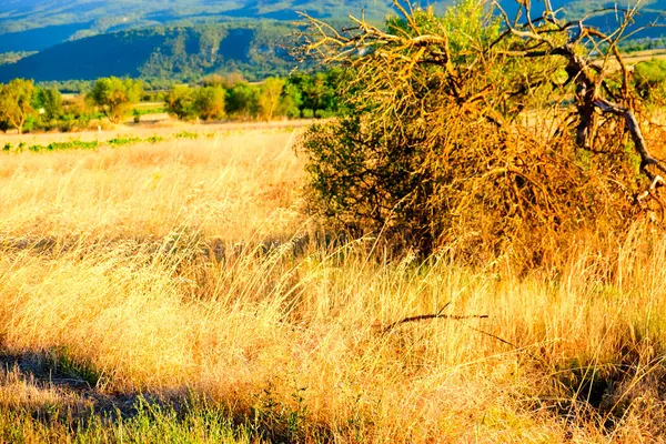 Geniş altın buğday tarlası açık bir gökyüzünün altındaki uzak yeşil tepelere doğru uzanıyor ve Abruzzo 'nun güzelliğini gözler önüne seriyor. Yüksek kalite fotoğraf