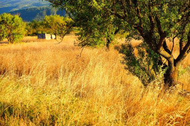 Geniş altın buğday tarlası açık bir gökyüzünün altındaki uzak yeşil tepelere doğru uzanıyor ve Abruzzo 'nun güzelliğini gözler önüne seriyor. Yüksek kalite fotoğraf