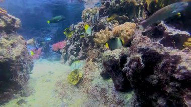 Canlı bir sualtı sahnesi mercan resifinde yüzen balıkları gösteriyor. Değişik deniz canlıları renkli mercanların etrafında dans eder, okyanus güzelliğini gözler önüne serer