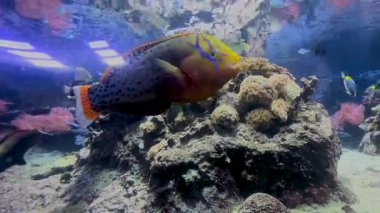 Bu videoda canlı bir sualtı dünyasını keşfedin. Renkli balıkların büyük bir akvaryumda yüzdüğü, çarpıcı sarı kuyruklu bir balık gösteren bir video.