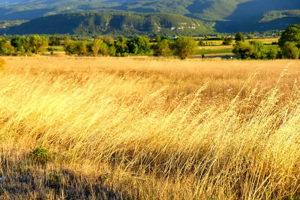 Geniş altın buğday tarlası açık bir gökyüzünün altındaki uzak yeşil tepelere doğru uzanıyor ve Abruzzo 'nun güzelliğini gözler önüne seriyor. Yüksek kalite fotoğraf
