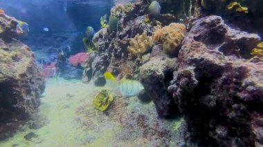 Renkli balık ve mercanlarla dolu bir mercan resifinin canlı sualtı dünyasını keşfedin. Deniz yaşamının ve ekosistemlerin güzelliğini gösterin.
