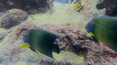Renkli balıklarla dolu canlı sualtı dünyasına mercan resifinin yakınında dalmak. Yaşam alanında bir palyaço balığına tanık olun, deniz güzelliği sergiliyor.
