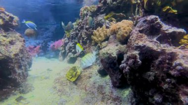 Canlı bir mercan resifi ve çeşitli deniz yaşamına sahip canlı bir sualtı sahnesi. Renkli balıklar berrak sularda süzülür, gösterişli su güzelliği