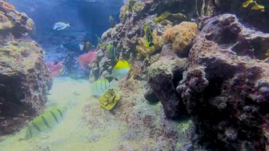 Renkli balıklarla dolu canlı sualtı dünyasına mercan resifinin yakınında dalmak. Yaşam alanında bir palyaço balığına tanık olun, deniz güzelliği sergiliyor.