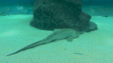 Bir Zebra Köpekbalığı Stegostoma fasiatum bir akvaryumun kumlu dibinde dinleniyor. Belirgin benekli deseni görünür..