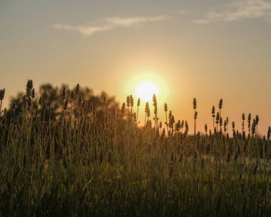 Güneş zarif bir şekilde uzun otların ardında batarken, arazide ılık, altın renkli bir renk bırakır ve dingin bir atmosfer yaratır.