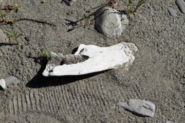 Yıpranmış beyaz kemik parçası kısmen kuru, kumlu topraklarda, küçük taşlarla ve seyrek bitki büyümesiyle ortaya çıktı. Yüksek kalite fotoğraf