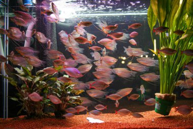 Canlı bir tatlı su akvaryumu yemyeşil su bitkileri ve çakıl tabakası arasında yüzen sayısız renkli balıkla dolu. Yüksek kalite fotoğraf