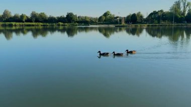 Ördekler Capogalliano, Modena 'daki Curiel Gölü' nün sakin ve yansıtıcı sularında berrak bir gökyüzünün altındaki yemyeşil ağaçlarla zarifçe yüzüyorlar. Yüksek kalite 4k görüntü