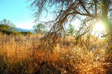 Parlak güneş, gün batımında ya da gündoğumunda kırsal bir alanda, ağaçların dallarında parlar ve kuru, altın otlar ve kır çiçeklerini aydınlatır. Yüksek kalite fotoğraf