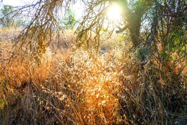 Parlak güneş, gün batımında ya da gündoğumunda kırsal bir alanda, ağaçların dallarında parlar ve kuru, altın otlar ve kır çiçeklerini aydınlatır. Yüksek kalite fotoğraf