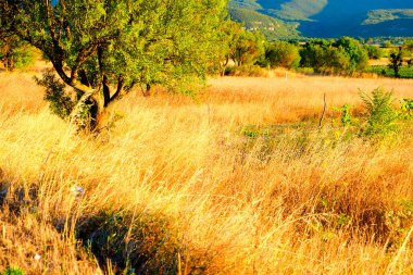 Uçsuz bucaksız, kurak bir çimen tarlası yeşil ağaçlardan oluşan bir çizgiye doğru uzanır ve açık bir yaz gökyüzünün altında, Abruzzo 'nun karakteristiği olan uzak, puslu dağlara. Yüksek kalite fotoğraf