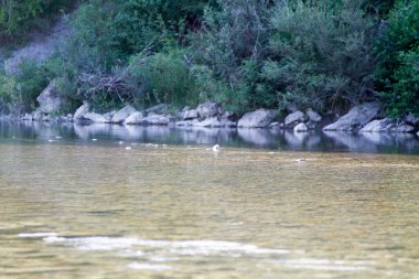 Berrak bir nehir sığ, kayalık bir yatağın üzerinden akar, yemyeşil ağaçlar ve doğal güneş ışığı altında kıyıları kaplayan büyük kayalar. Yüksek kalite fotoğraf