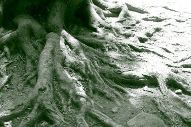 Canlı yeşil üzüm yaprakları ve küçük olgunlaşmamış üzüm salkımları güneşli bir üzüm bağında ya da doğal ortamında yetişiyor. Yüksek kalite fotoğraf