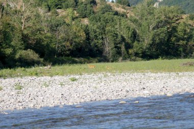 Berrak bir nehir sığ, kayalık bir yatağın üzerinden akar, yemyeşil ağaçlar ve doğal güneş ışığı altında kıyıları kaplayan büyük kayalar. Yüksek kalite fotoğraf