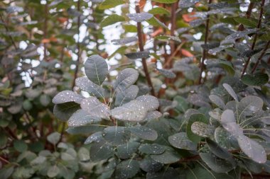 Bereketli yeşil yaprakların yağmurdan ya da sabah çiğ tanelerinden sonra ışıldayan su damlacıklarıyla kaplanması doğanın ferahlatıcı detaylarını vurguluyor. Yüksek kalite fotoğraf