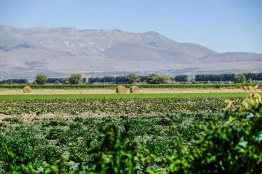 Geniş Fucino Ovası 'nın geniş bir görüntüsü, yeşil tarlalar ve kır çiçekleriyle kaplı, açık mavi gökyüzünün altındaki uzak dağlara doğru uzanıyor. Yüksek kalite fotoğraf