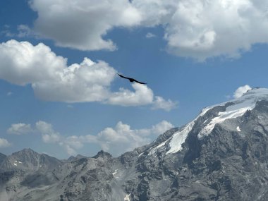 Silüet içinde bir dağ sıçanı Stelvio Geçidi 'ndeki karlı bir dağ sırasının zemininde görkemli bir şekilde yükselir. Yüksek kalite fotoğraf