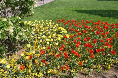 Parlak kırmızı ve sarı lalelerden oluşan canlı bir çiçek tarhı, diğer küçük sarı çiçeklerle çevrili, arka planda yeşil bir çim ve patika var. Yüksek kalite fotoğraf