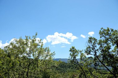 Parlak, açık bir günde, bir ormanın yemyeşil yaprakları arasından görünen, beyaz bulutlarla dolu, mavi bir gökyüzünün canlı bir görüntüsü. Yüksek kalite fotoğraf