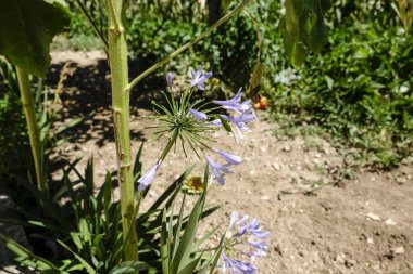 Arka planda bulanık yeşil yaprak ve toprak ile güneşli bir bahçede narin mor-mavi Agapanthus çiçekleri yakın plan. Yüksek kalite fotoğraf