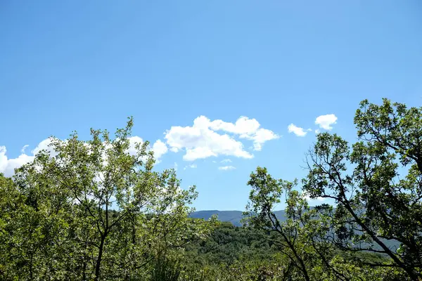 Parlak, açık bir günde, bir ormanın yemyeşil yaprakları arasından görünen, beyaz bulutlarla dolu, mavi bir gökyüzünün canlı bir görüntüsü. Yüksek kalite fotoğraf